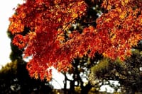 舎人公園も紅葉に染まっています！