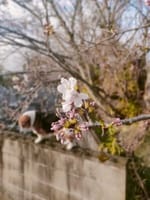 桜を見る会・・ココア編