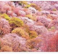 吉野山の観桜〜聖なる山が美しい春をまとう〜からの温泉