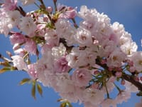 中止にします　六甲山で桜三昧