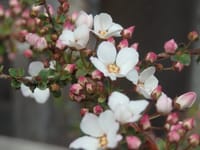❀沖縄の桜~寒緋桜~春の装い❀