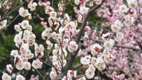 大仙公園の梅の花（２０２４年２月１８日）