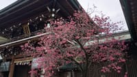 桜と春の花を探しにハイキングを楽しみませんか〜