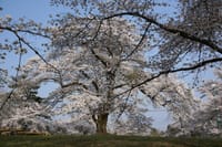 秩父羊山公園のサクラと芝桜を撮りに(2018.4.2　写)