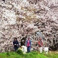 祇園山ハイキングと源氏山公園のお花見