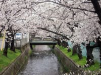 大阪緑の百選　玉串川沿い　花見予定