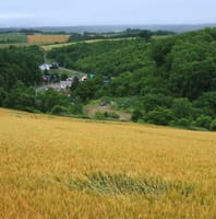 真夏の曇った日の美瑛の丘　小麦畑