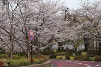 写真３枚は、六本木ミッドタウンの桜、桜色のポスト、山吹