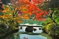 東京の日本庭園紅葉巡り