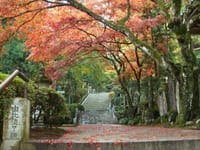 大雄山最乗寺の鮮やかな紅葉の参道散策