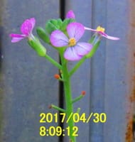 育成大根の花・5月1日今朝の気温15℃