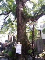 東京の巨樹探訪　１４