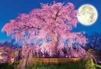 官能的な夜桜🌸🌒