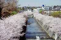 恩田川河畔の桜並木見物（3/27中止のリベンジ版）　