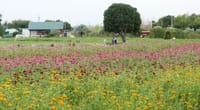 和泉リサイクル環境公園の百日草（２０２０年９月１８日）動画