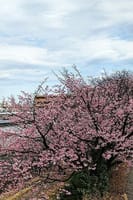 西芳寺の中日桜