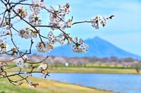 母子島遊水池の桜