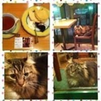 新宿御苑でランチ&猫のいる紅茶専門店🐱