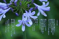 コラボ写真詩　－ 六月の花 －
