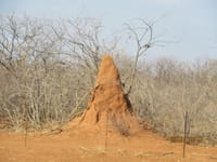 不思議　蟻塚に蟻が居ない　南部アフリカナミビア。