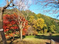 県立四季の森公園の紅葉