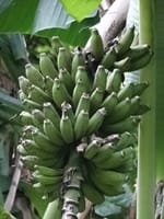 梅雨もまた楽し(21) 徳島牟岐、ちょっとトロピカル、今年は我が家のバナナ順調