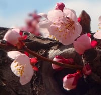 高松の池の桜が咲いた