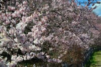 神奈川県南足柄市・怒田丘陵斜面の「春めき桜」2024-3-14
