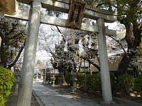 三輪神社の桜