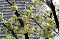 写真は、ウコン桜、亀の甲橋からの目黒川の桜、目黒不動尊の桜