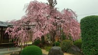 雨の中一人で楽しむ枝垂れ桜　足立区恵明寺、豊島区南蔵院