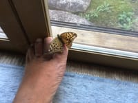 豹紋蝶。。。
