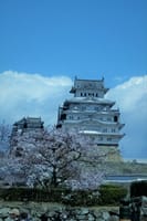 世界遺産姫路城の桜　　2023.4