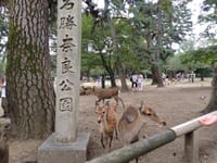 奈良公園🦌