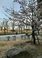 隅田公園にも春が来た