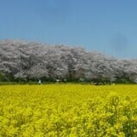 🌸見事な桜の季節に【散策・奇跡の蕎麦ランチ・サイクル】しましょう