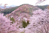 ★☆★世界遺産・吉野山の『千本桜』★☆★ 壮大な桜を見たいならここしかない！！