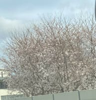 愛知豊橋桜開花3分咲き