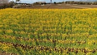 和泉リサイクル環境公園の菜の花（２０２４年２月１６日）動画