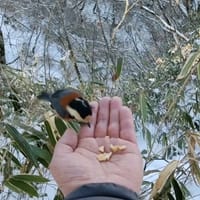 ゆっくりと〜冬の金剛山で冬鳥と…（2月）