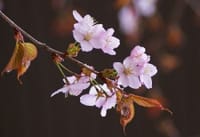 『コロナ！　コロナ！』と、暗いニュースばかりなので、今日は【桜】でパッと明るく！！　(^^♪