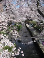 桜 見 物「二ケ領用水の桜 ＆ 緑ヶ丘霊園の桜」