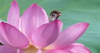白鷺公園の蓮の花とスズメ（２０２１年７月１４日）動画