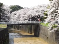 晴れたらいいね (街歩き) 第10回   石神井川お花見散歩