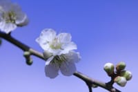 春景色 その1「散歩道に咲く白梅」
