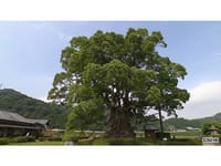 NHK BS3 「巨樹百景」
