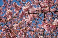 三浦海岸の桜まつり