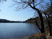 福島白河の桜はまだ蕾のままでした180331