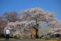 春爛漫・羽村市～福生桜巡り　２０１８年・３月２８日