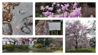 文京区の街めぐり・花めぐり「白山神社での紫陽花祭りと小石川植物園の庭園で初夏を感じよぅ❗️」